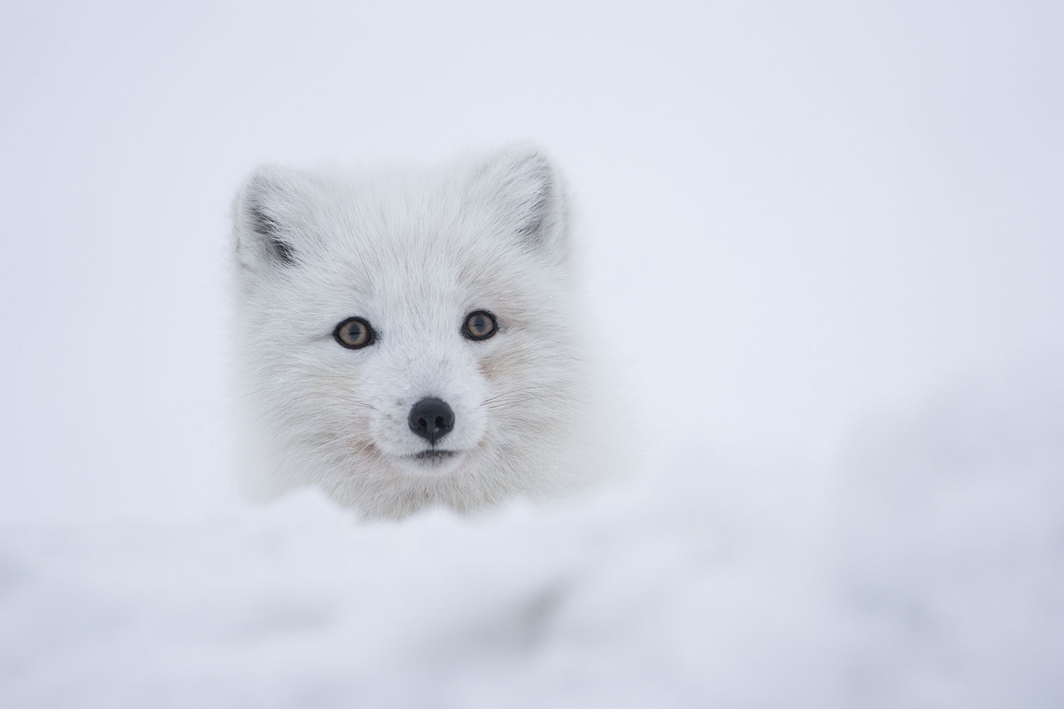 Le renard polaire ou renard bleu à la fourrure blanche en hiver